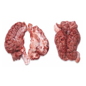Quality Frozen Pork Brains