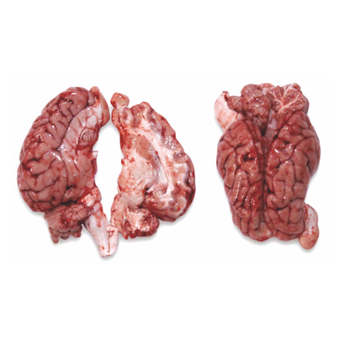 Quality Frozen Pork Brains